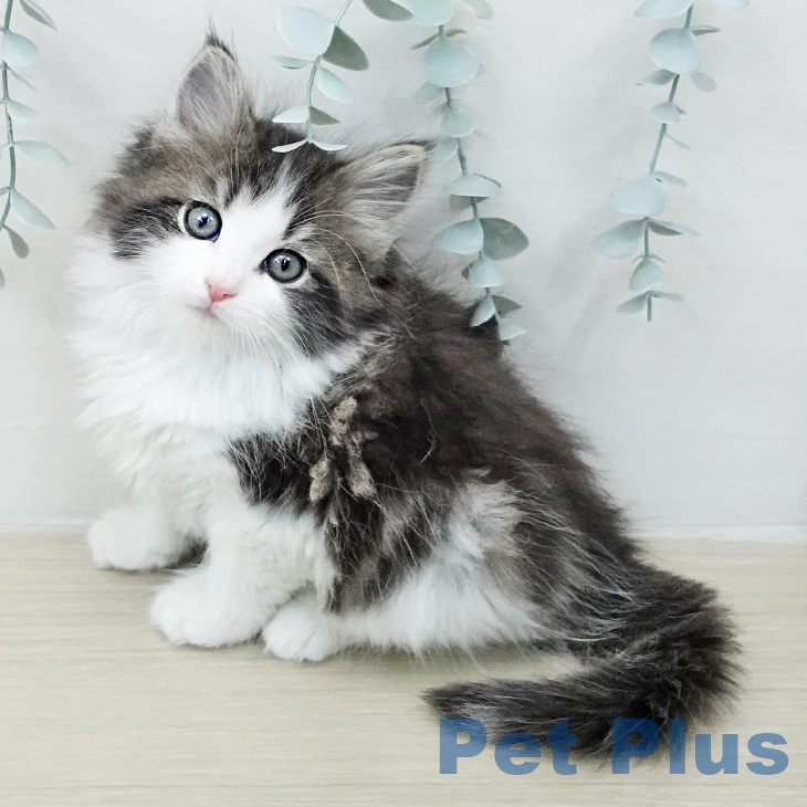 ノルウェージャンフォレストキャット