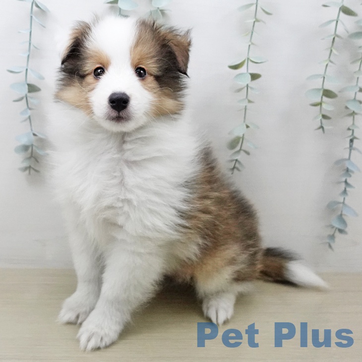 シェットランド・シープドッグ