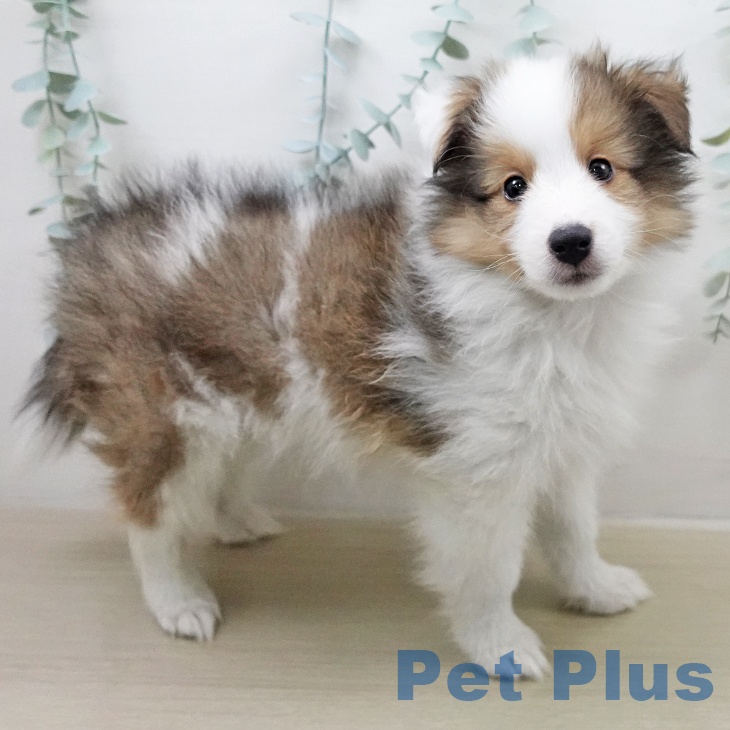 シェットランド・シープドッグ