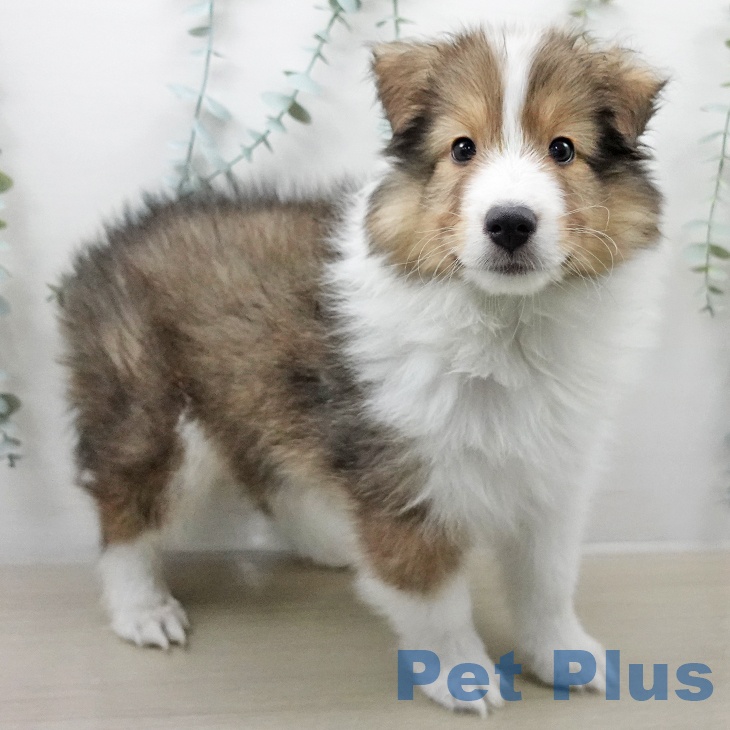 シェットランド・シープドッグの写真2