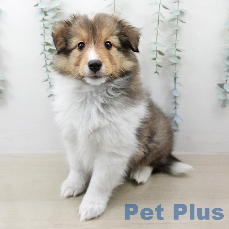 シェットランド・シープドッグ