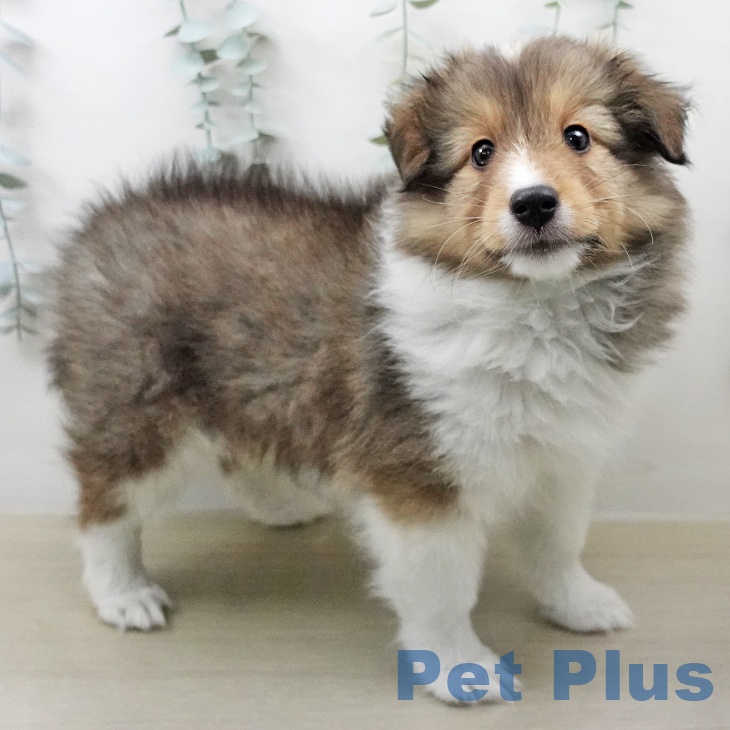 シェットランド・シープドッグの写真2