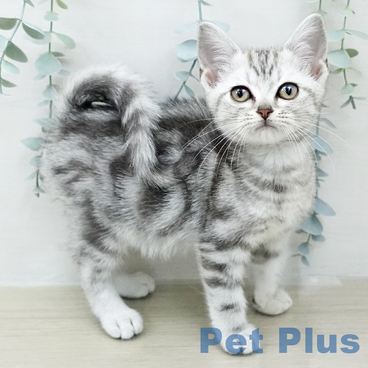 アメリカンショートヘア