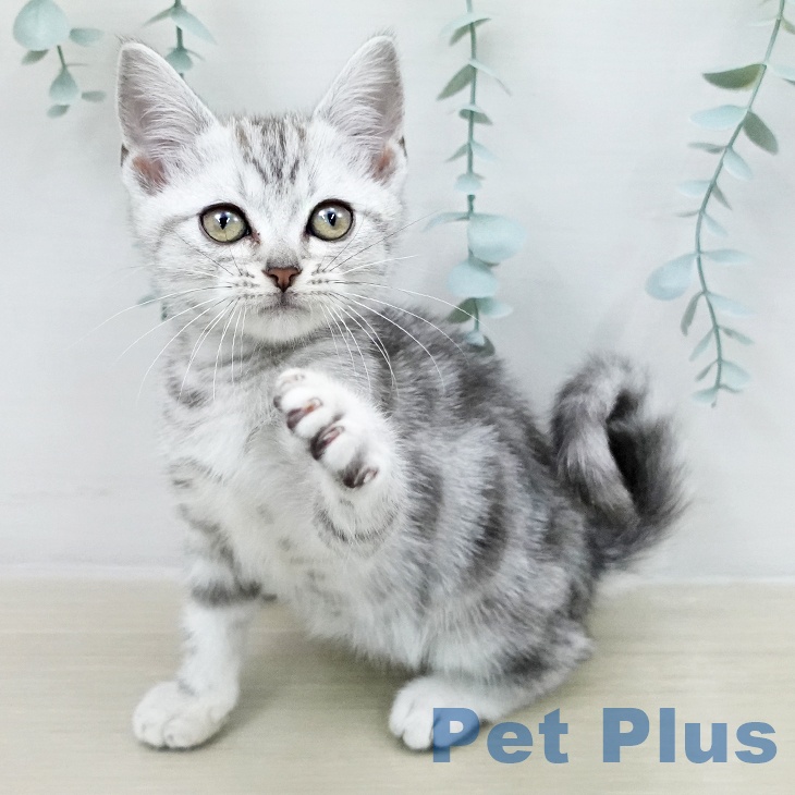 アメリカンショートヘアの写真2