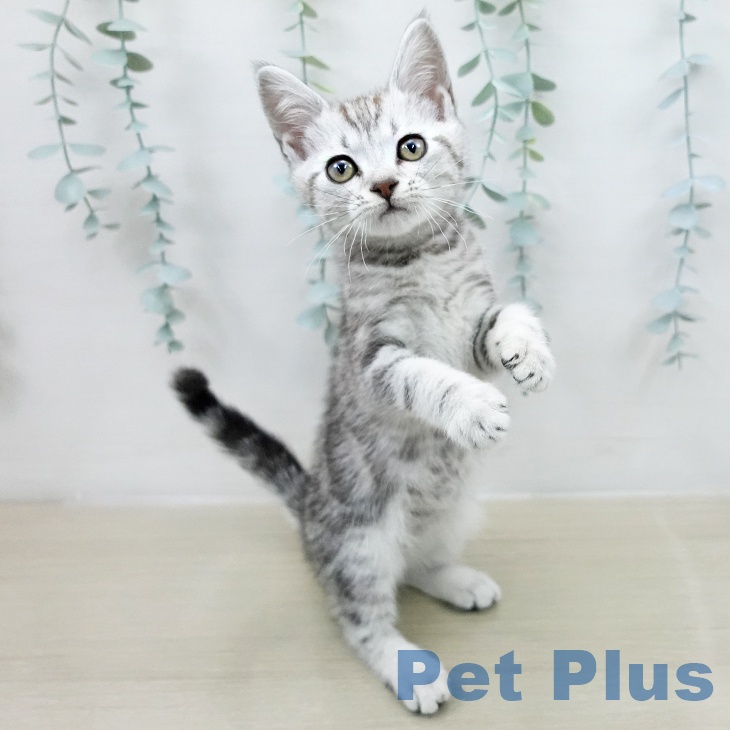 アメリカンショートヘアの写真2