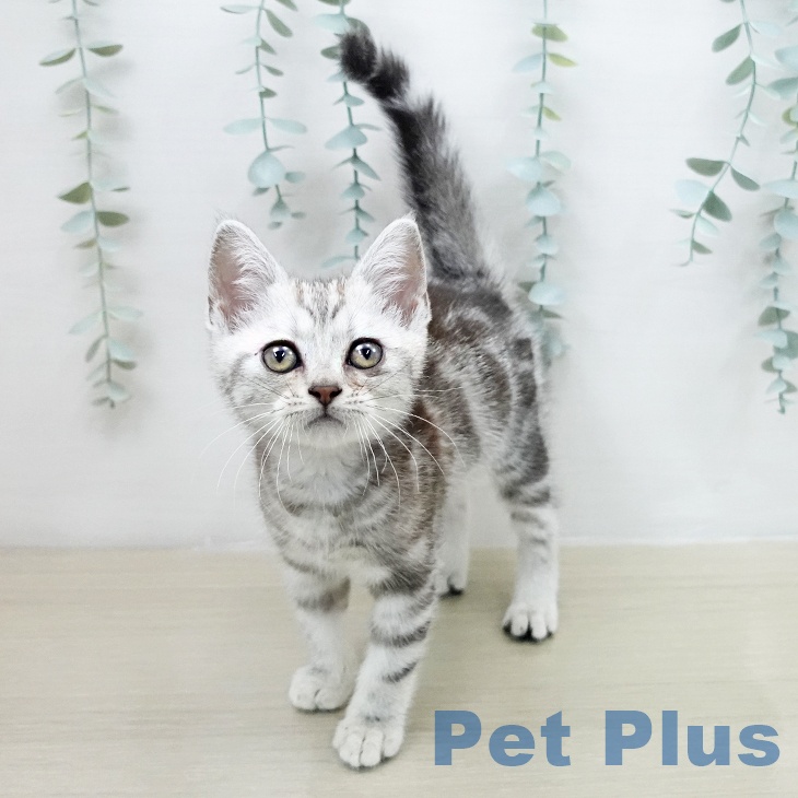 アメリカンショートヘア