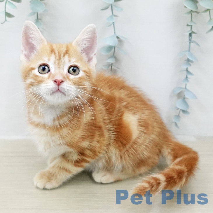 アメリカンショートヘア