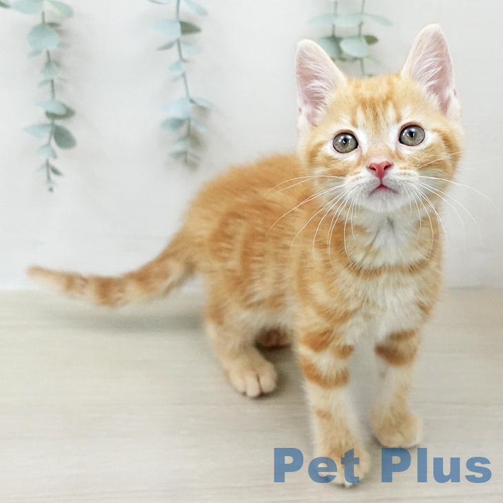 アメリカンショートヘア