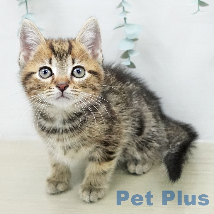 アメリカンショートヘア