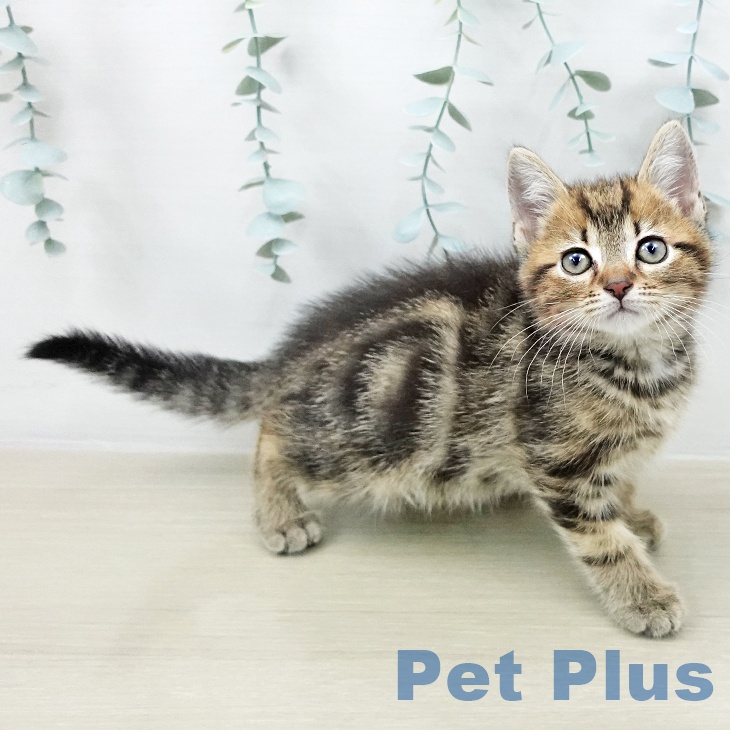 アメリカンショートヘア