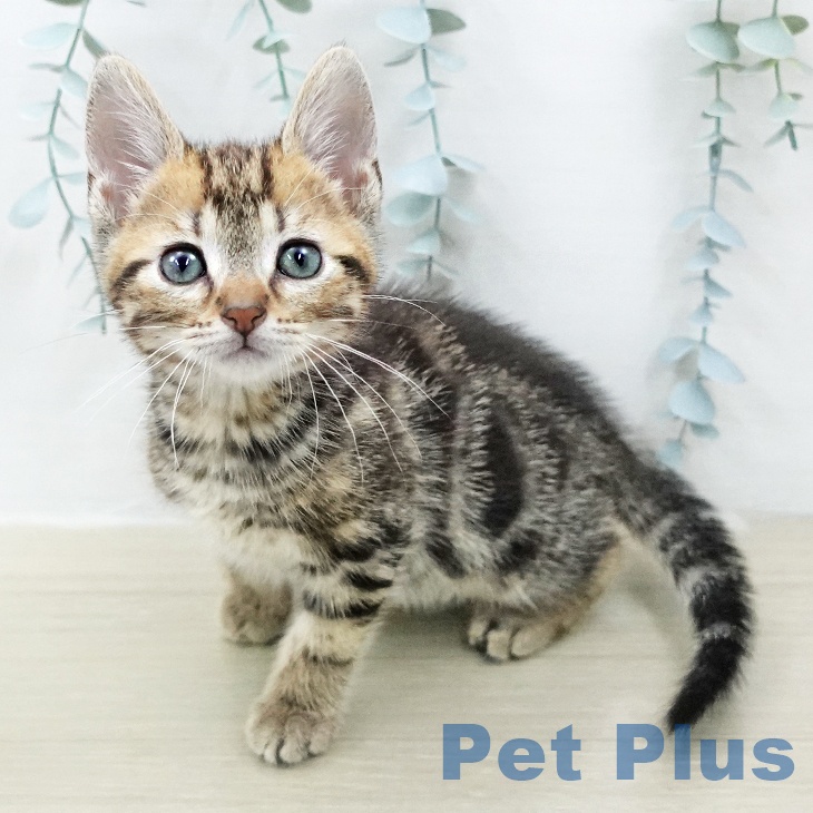 アメリカンショートヘア