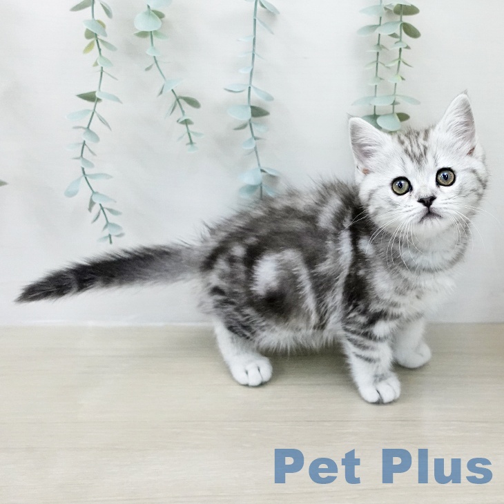 マンチカンの写真2