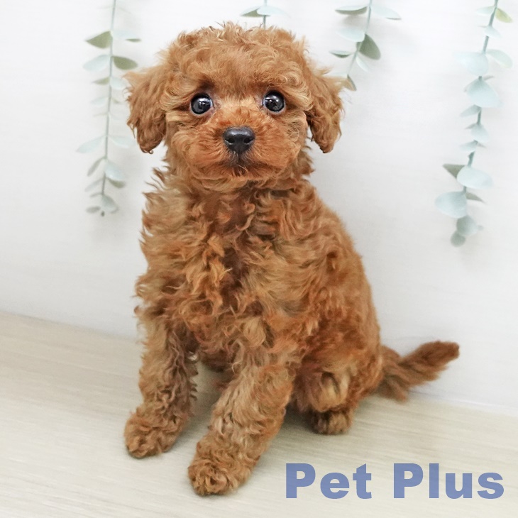 トイ・プードル