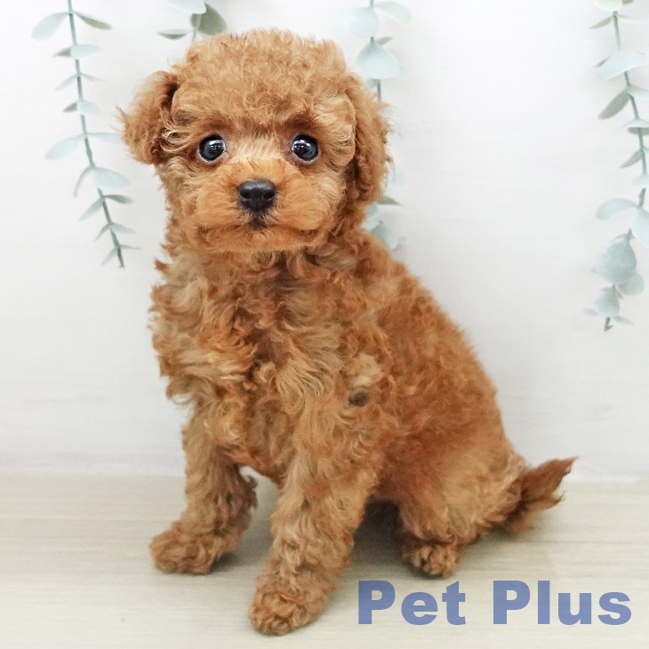 トイ・プードル