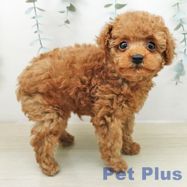 トイ・プードルの写真2