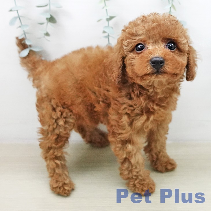 トイ・プードル