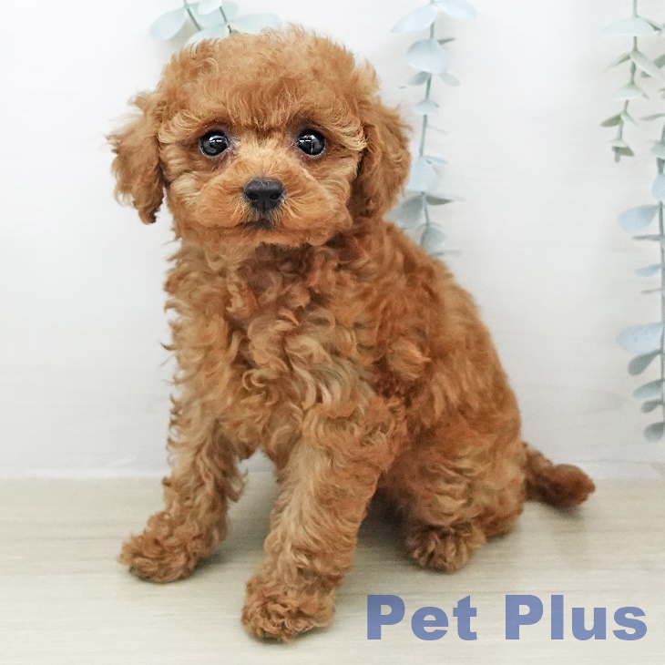 トイ・プードル