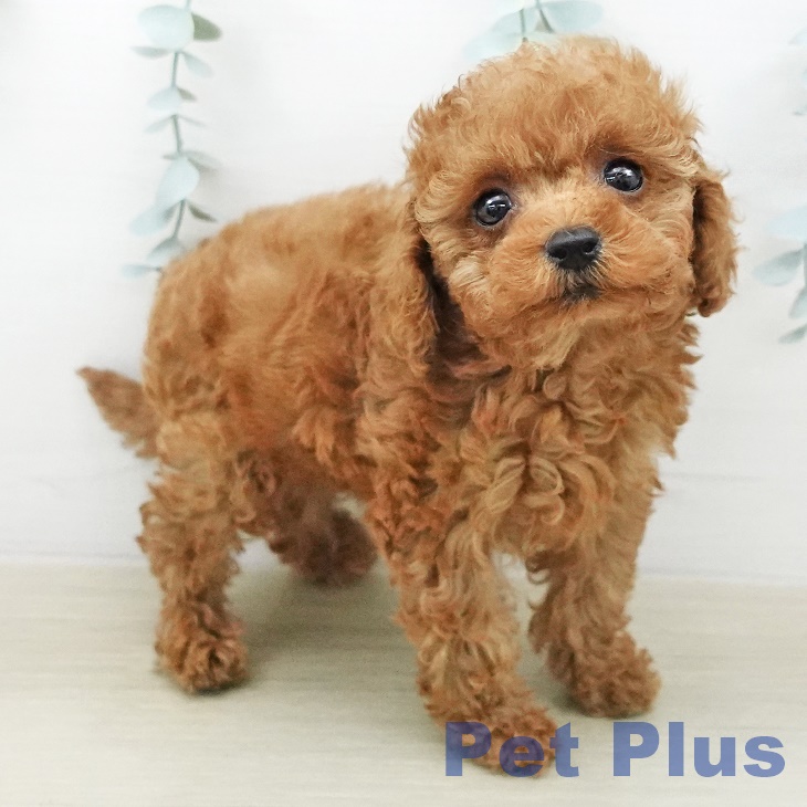 トイ・プードルの写真2