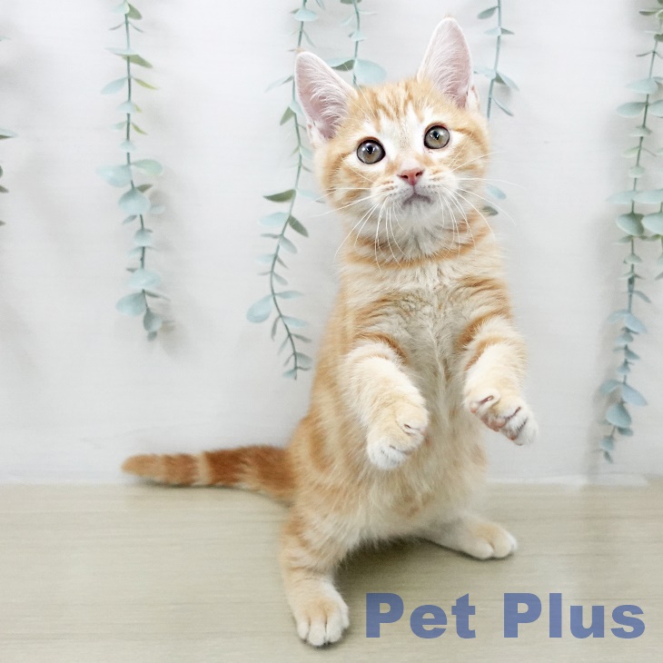 アメリカンショートヘアの写真1