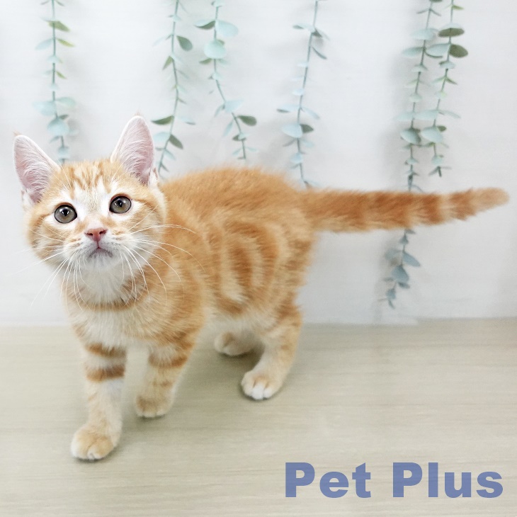 アメリカンショートヘアの写真2