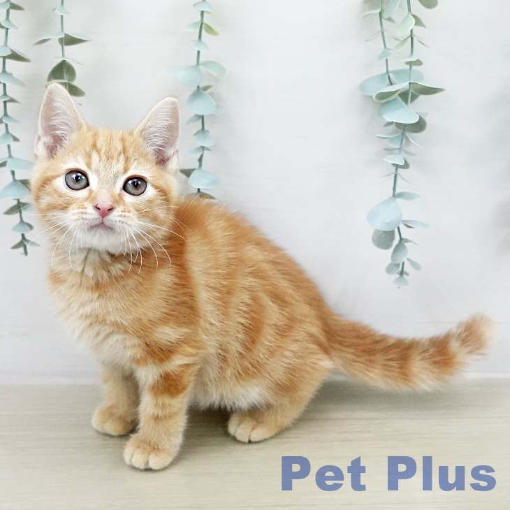 アメリカンショートヘア