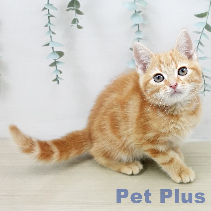 アメリカンショートヘアの写真2