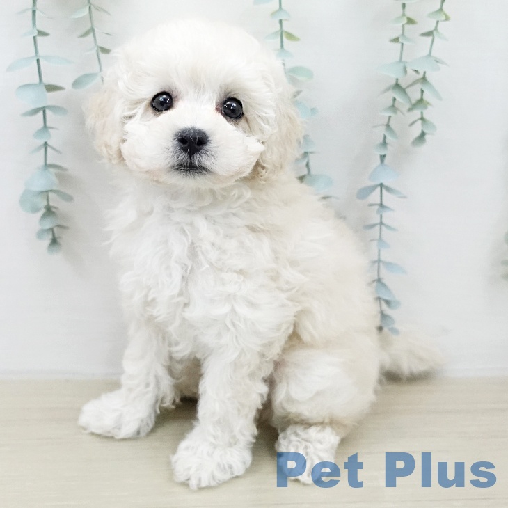 トイ・プードル