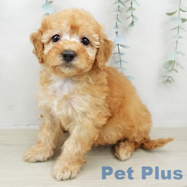 トイ・プードル