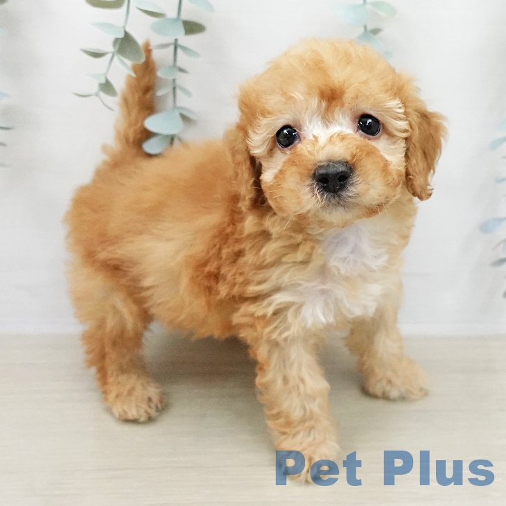 トイ・プードル