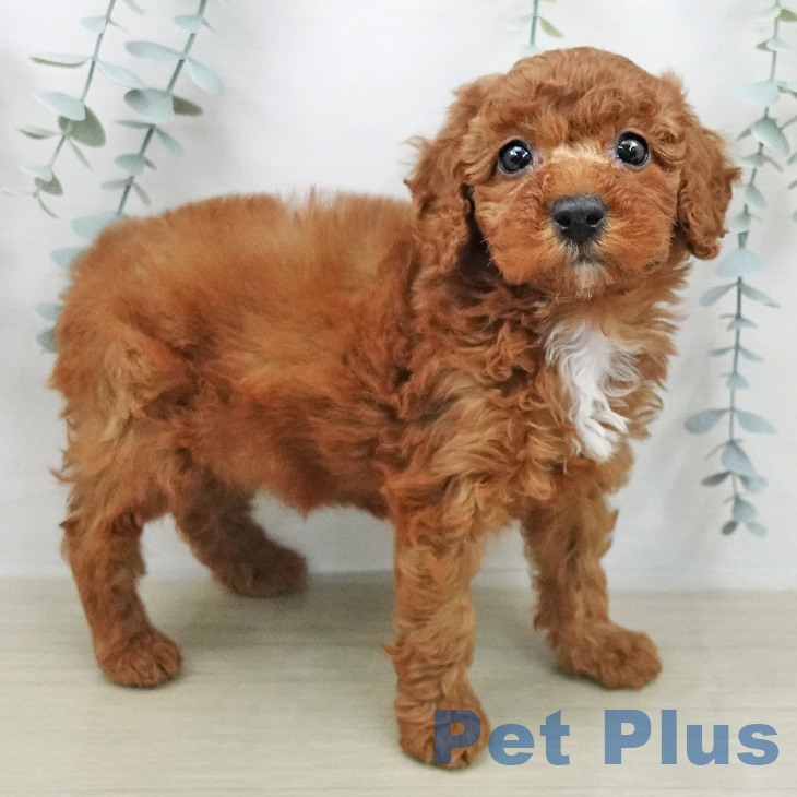 トイ・プードルの写真1