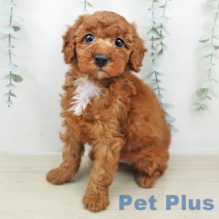 トイ・プードルの写真2