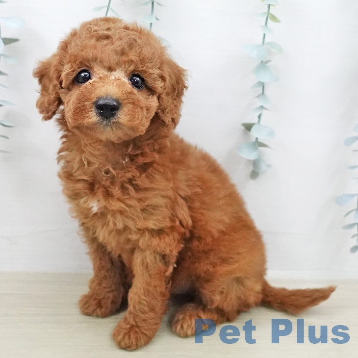 トイ・プードル