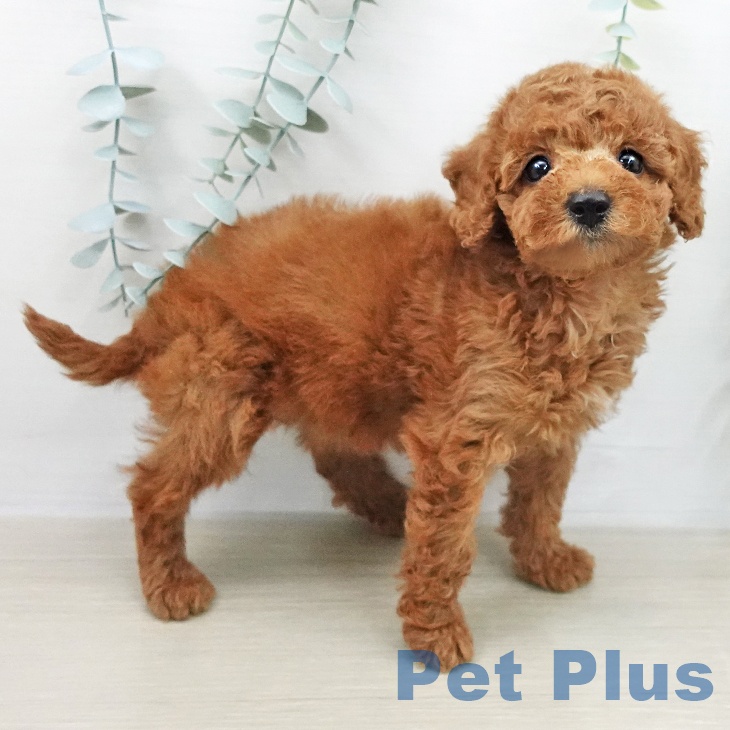 トイ・プードル