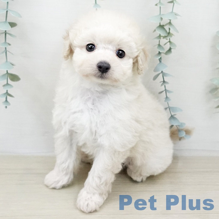 トイ・プードル