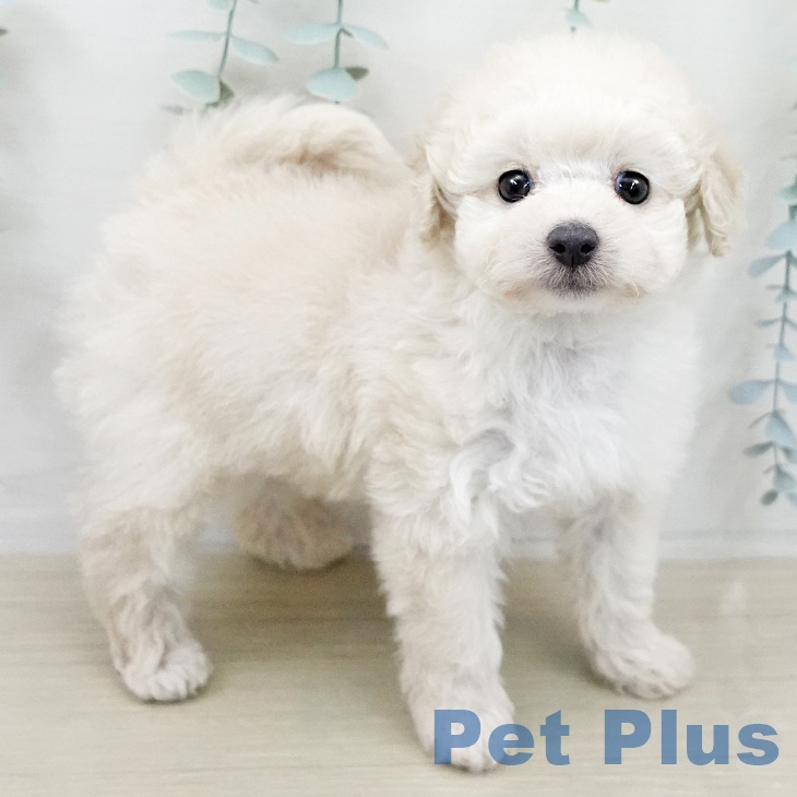 トイ・プードルの写真2