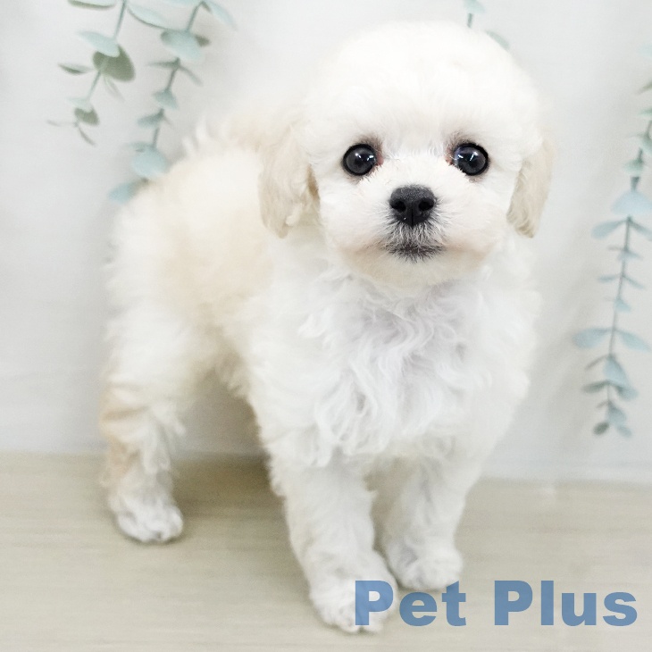 トイ・プードル