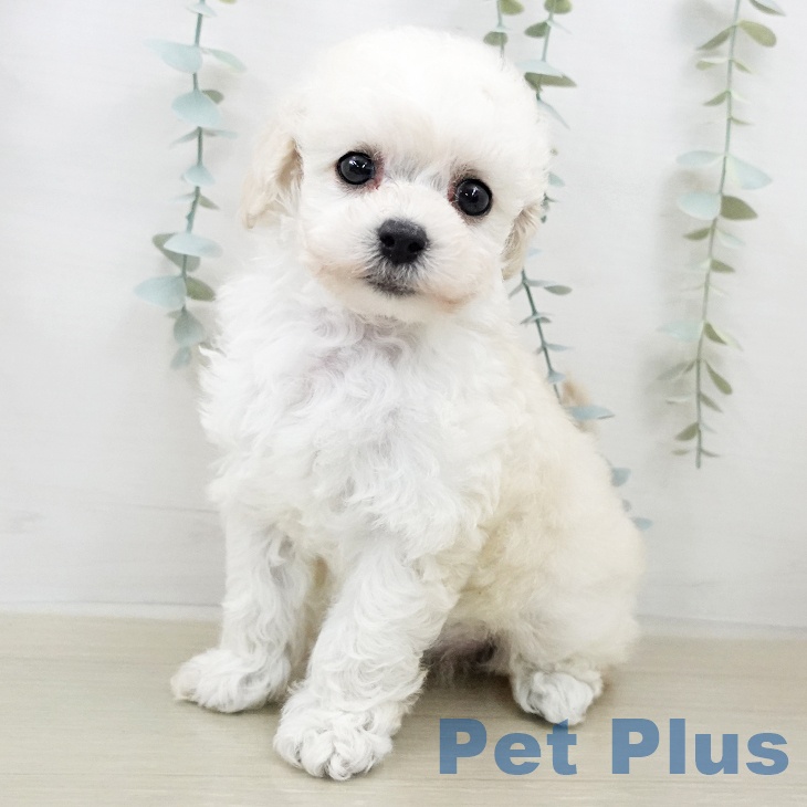 トイ・プードルの写真2