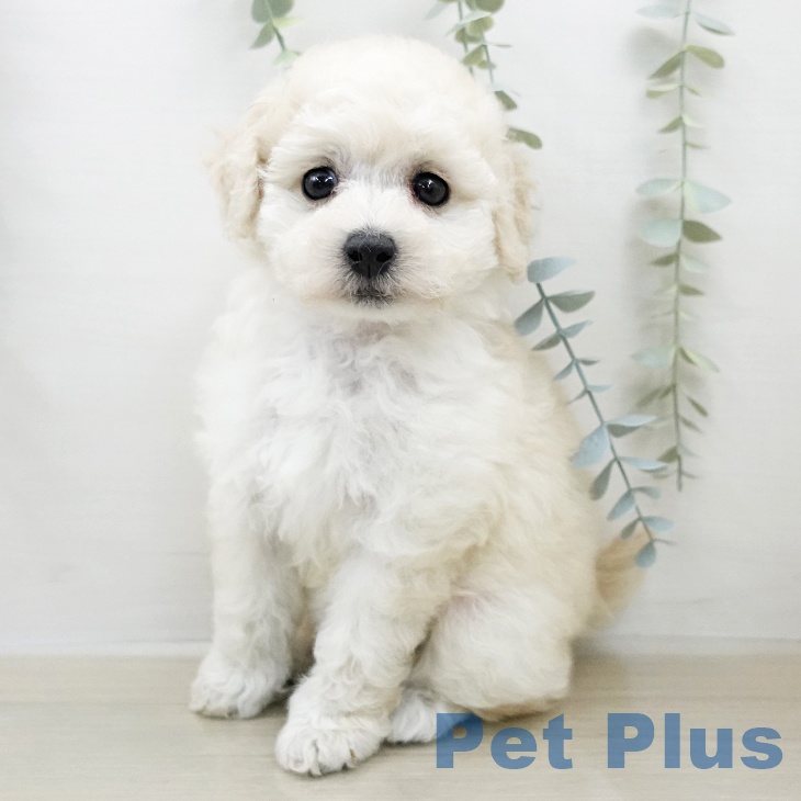 トイ・プードル