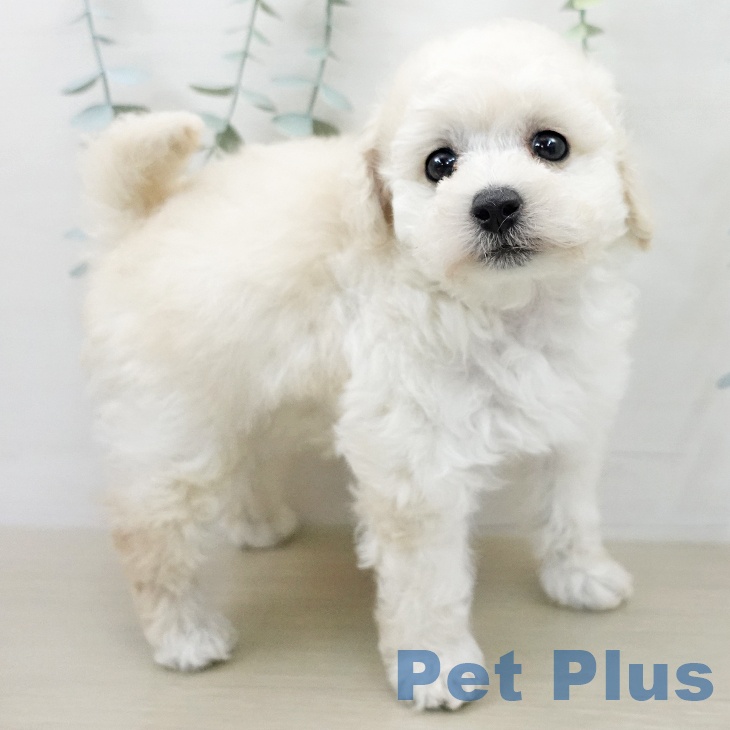 トイ・プードル