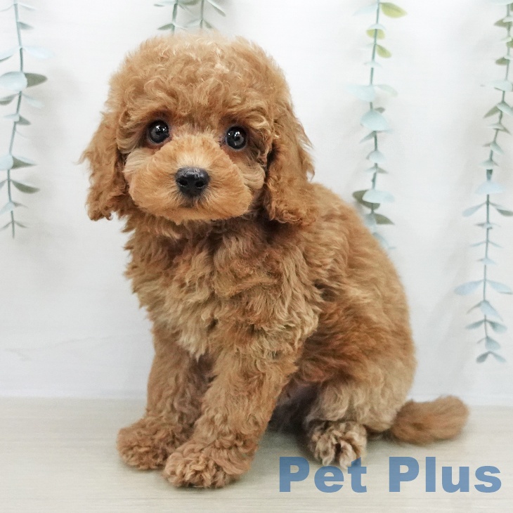 トイ・プードル