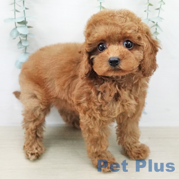 トイ・プードル