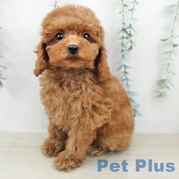 トイ・プードル