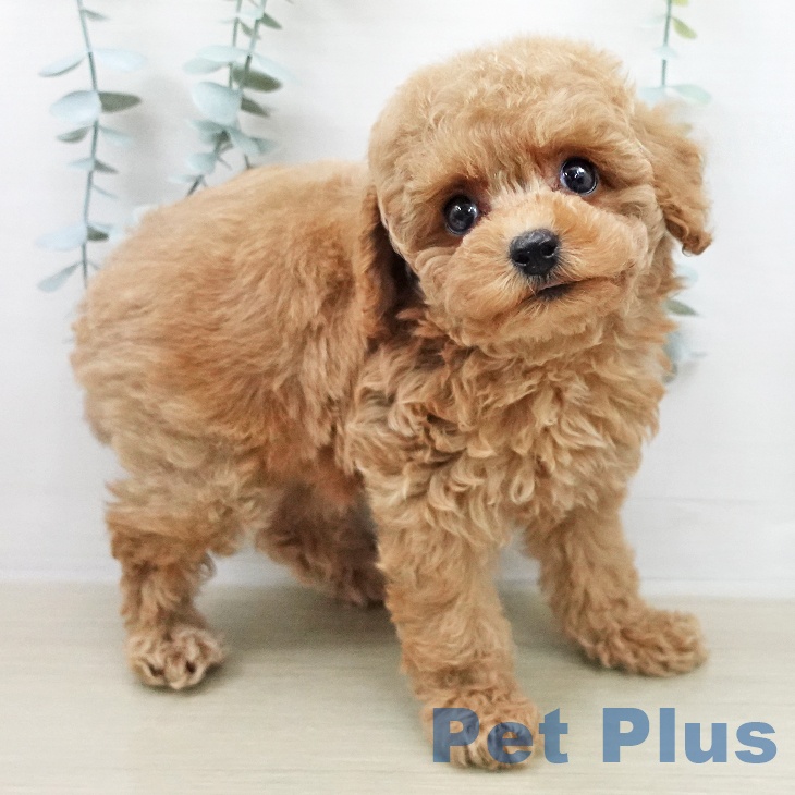 トイ・プードル