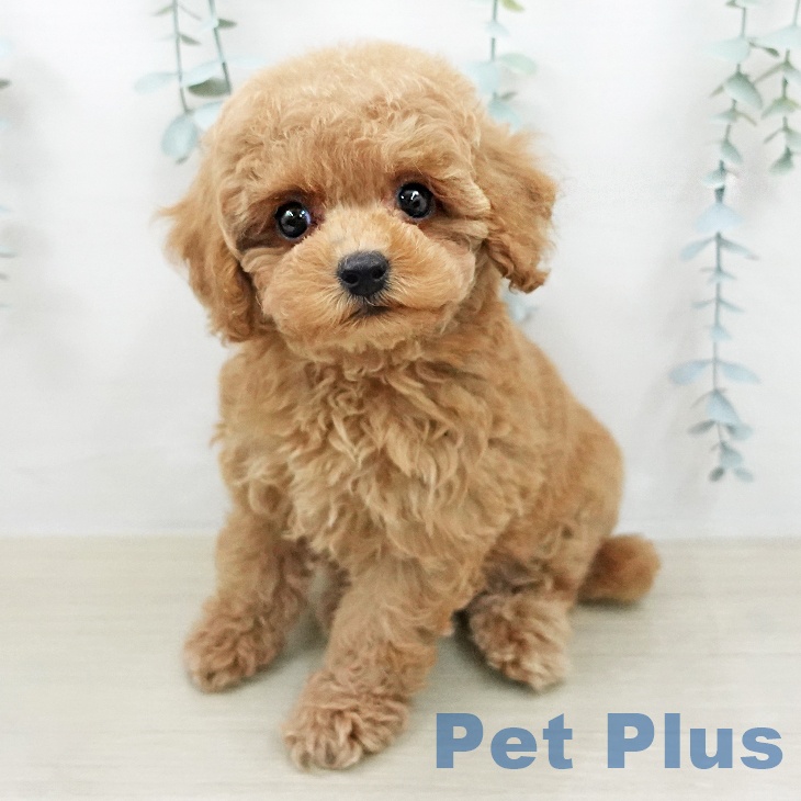 トイ・プードル