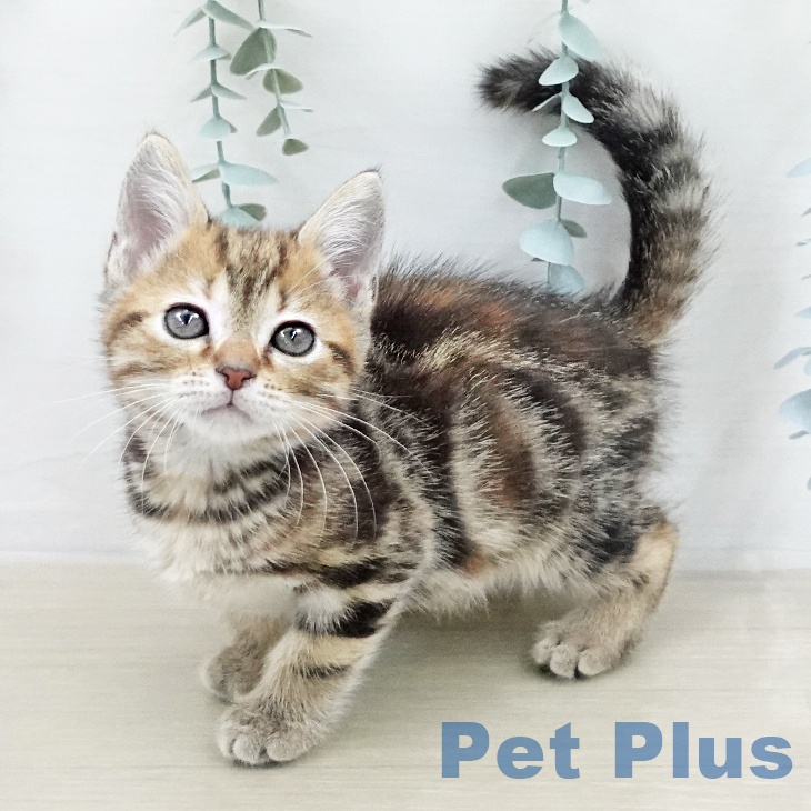 アメリカンショートヘア