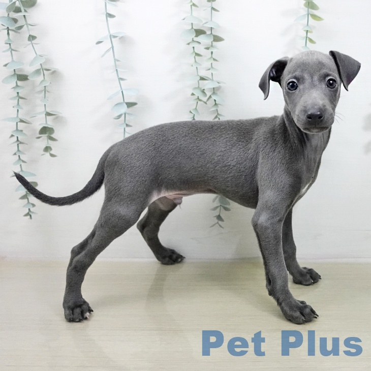 イタリアン・グレーハウンドの写真2