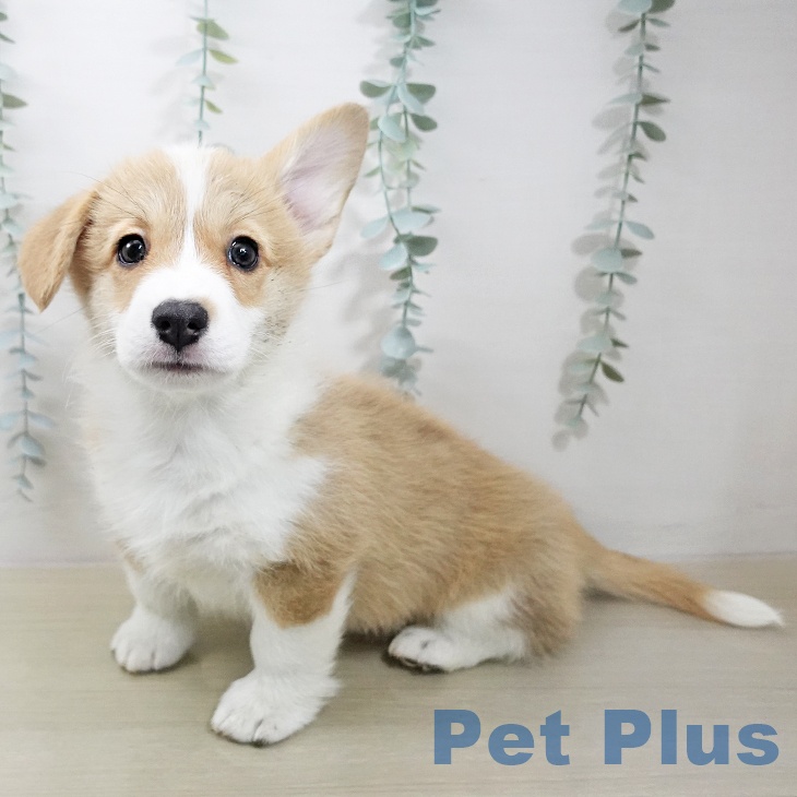 ウェルシュ・コーギー・ペンブローク