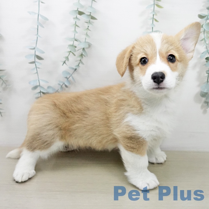 ウェルシュ・コーギー・ペンブローク