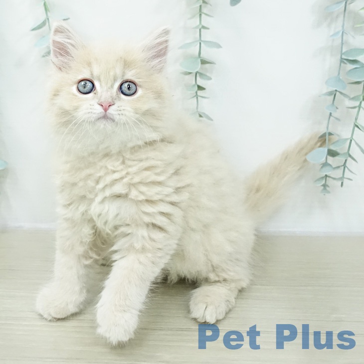 ラガマフィンの写真2