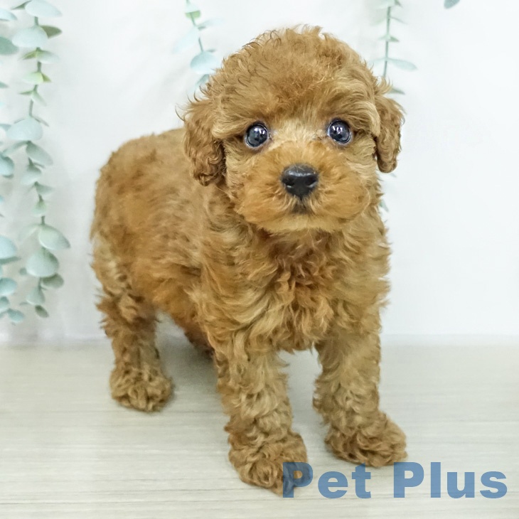 トイ・プードル